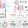 AI-informed approach to CAR design enhances bi-specific CAR T cells